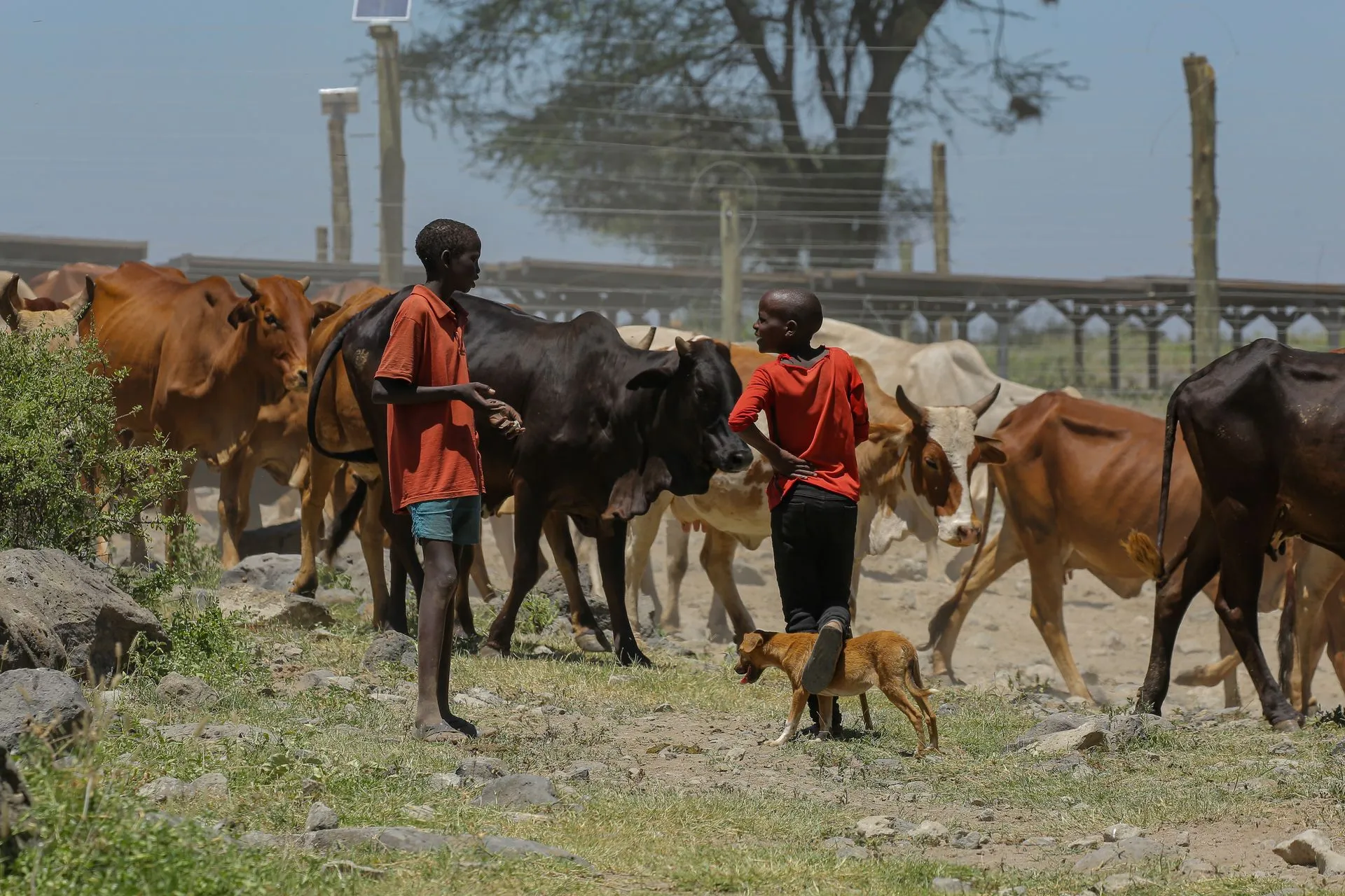 Young boys tending cattle on a sunny farm day